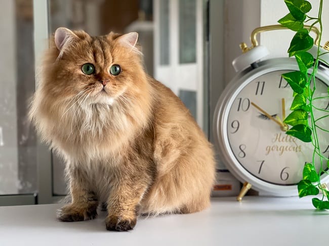 חתול בריטי חם ארוך שיער חתול בריטי חם ארוך שיער