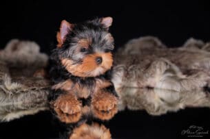 המלטה מתועדת - יורקשייר טרייר