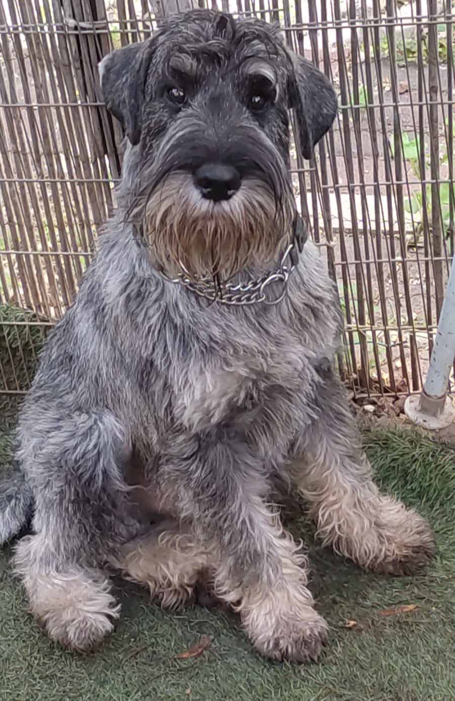 STANDARD Schnauzer – שנאוצר בינוני