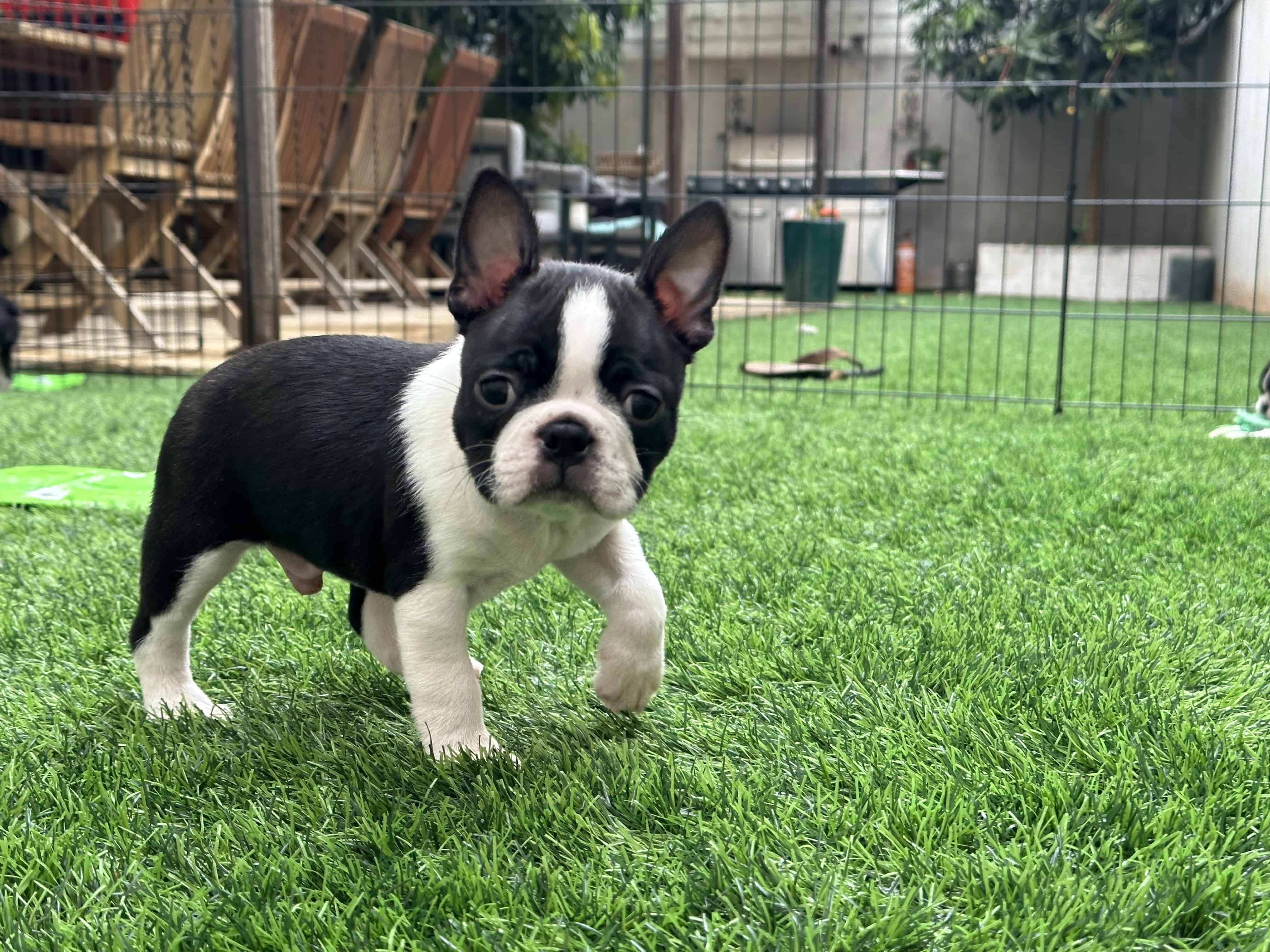 Boston terrier