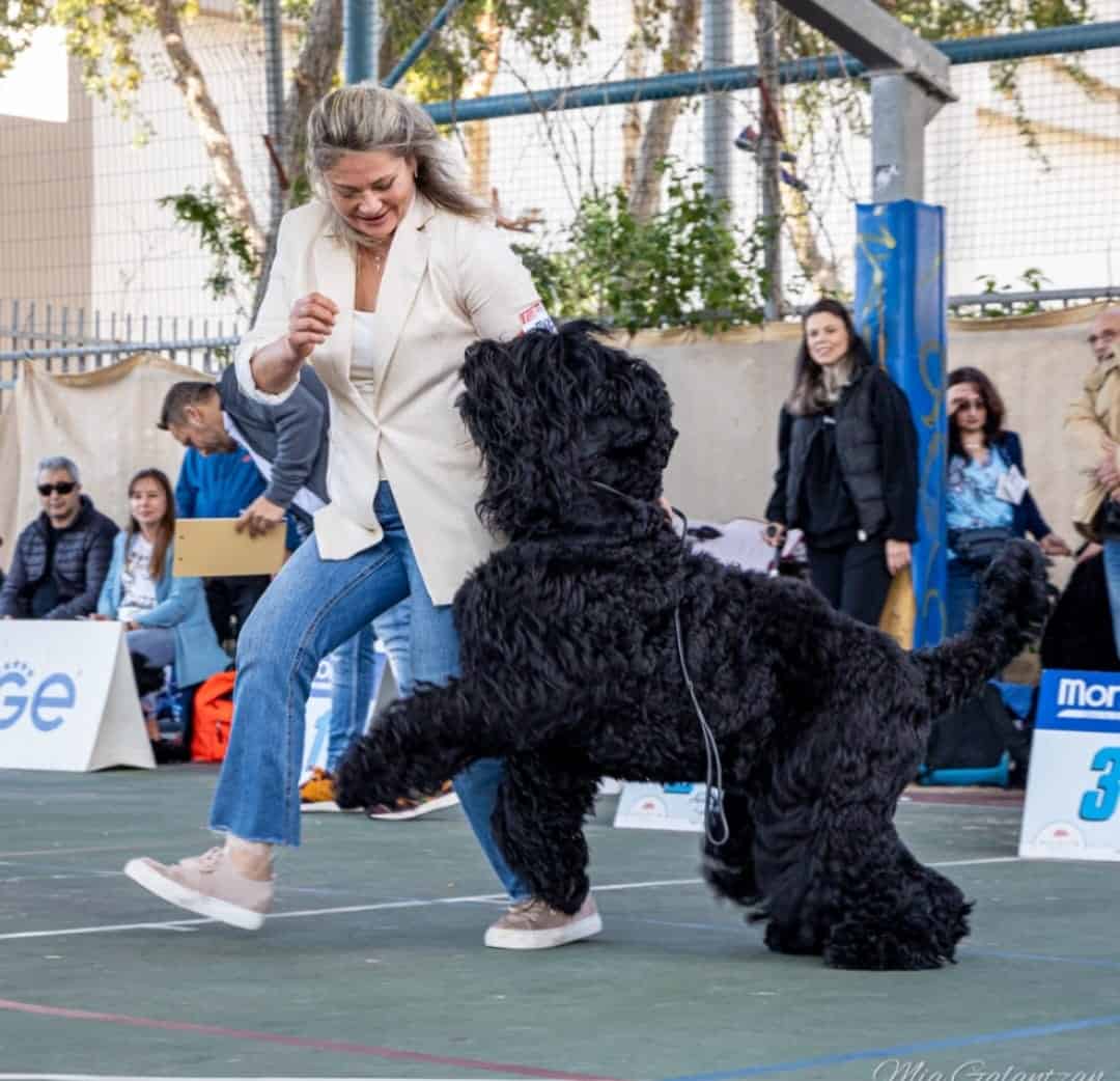 טרייר רוסי שחור - הורים אלופים