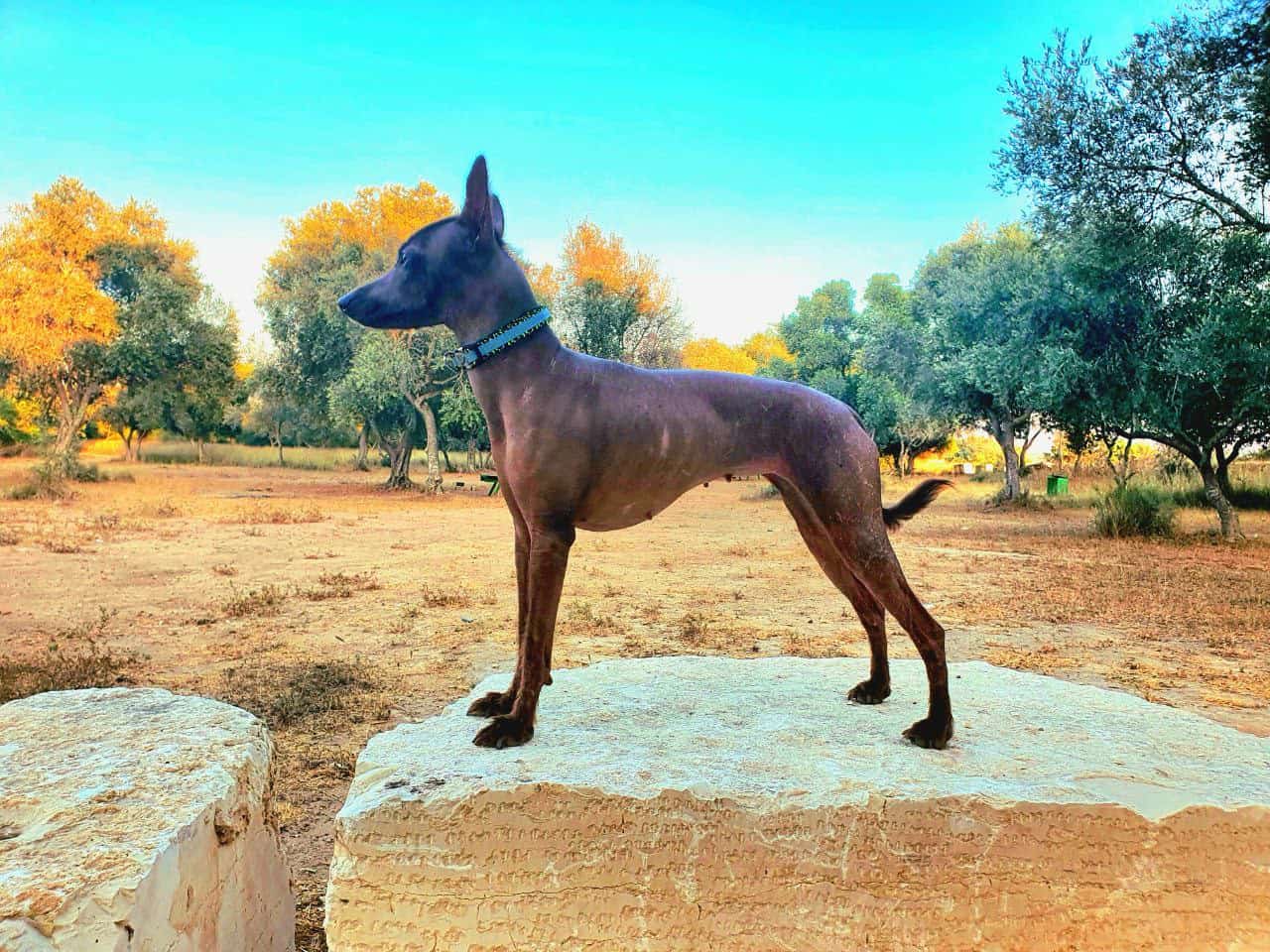 גורי כלב פרואני קירח