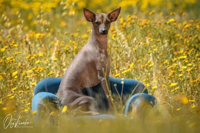 פרואני קירח בשדה ירוק פרואני קירח בשדה ירוק
