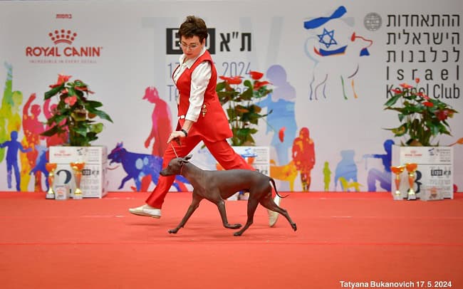 פרואני קירח בתחרות על שטיח אדום פרואני קירח בתחרות על שטיח אדום