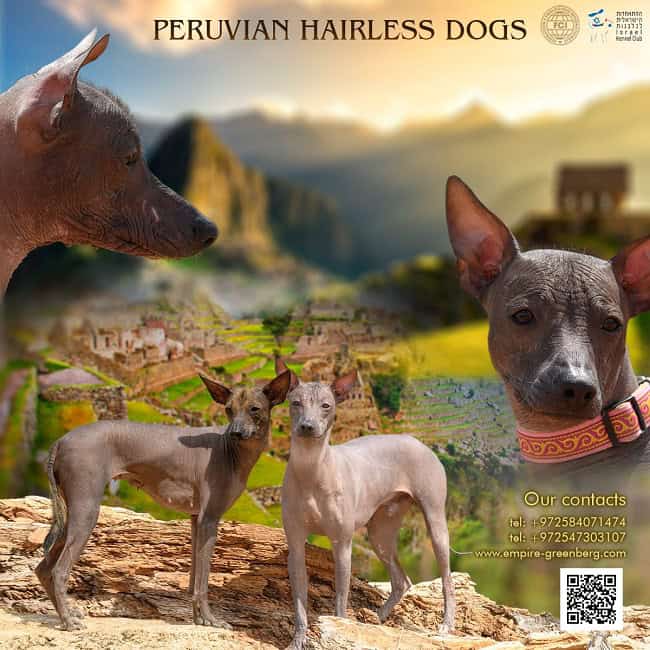 פרואני קירח למכירה פרואני קירח למכירה