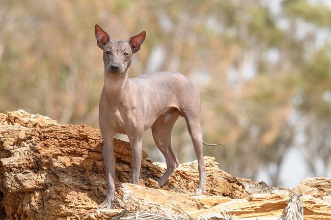 פרואני קירח על סלעים פרואני קירח על סלעים