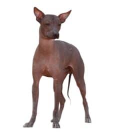 פרואני קירח