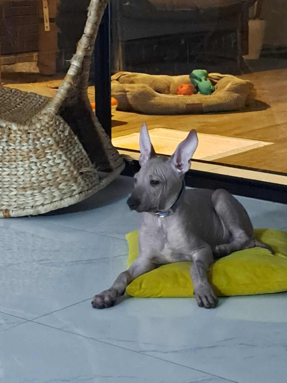 כלב מקסיקני(XOLO) למכירה