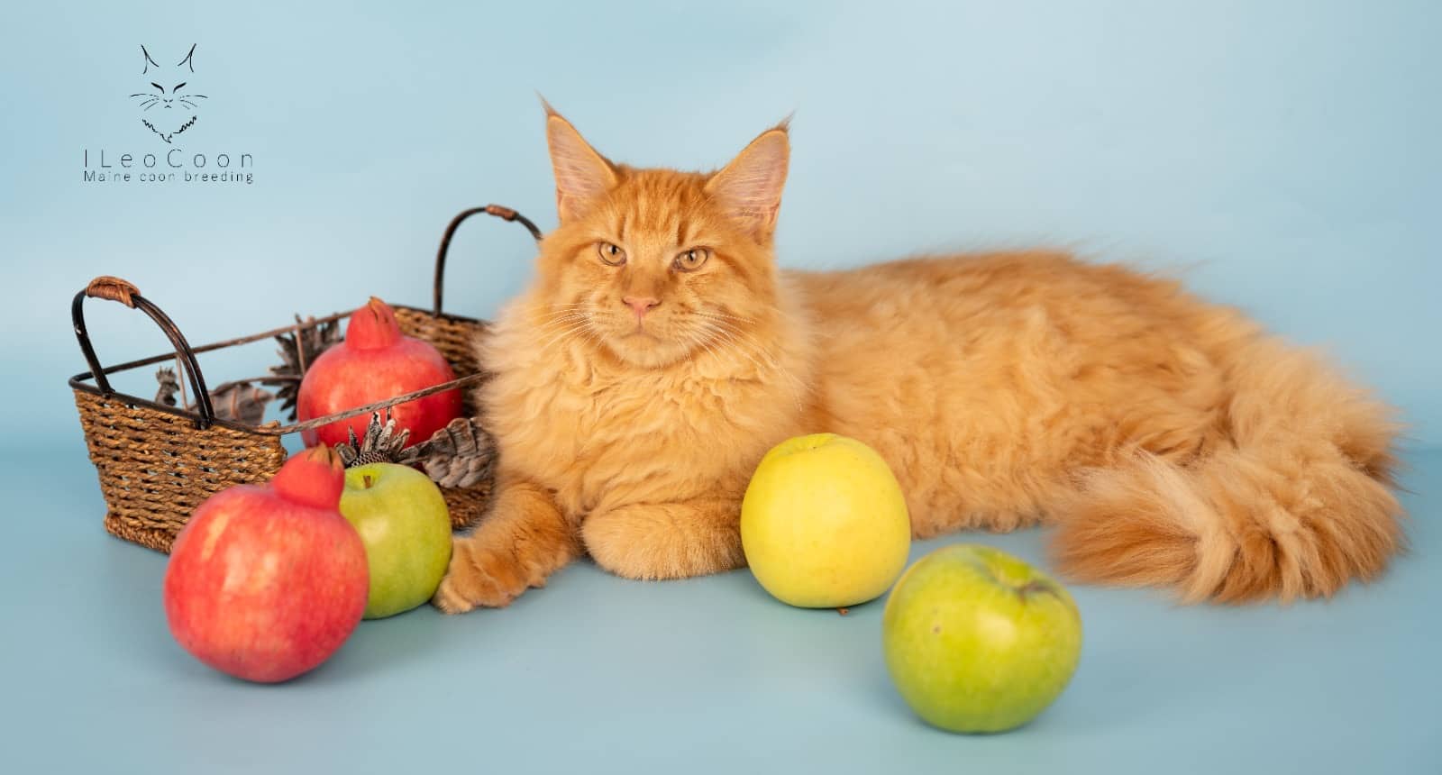 ILeoCoon Maine Coon breeding