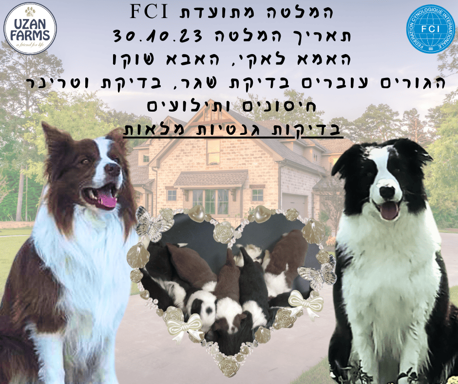 גורי בורדר קולי מתועדים