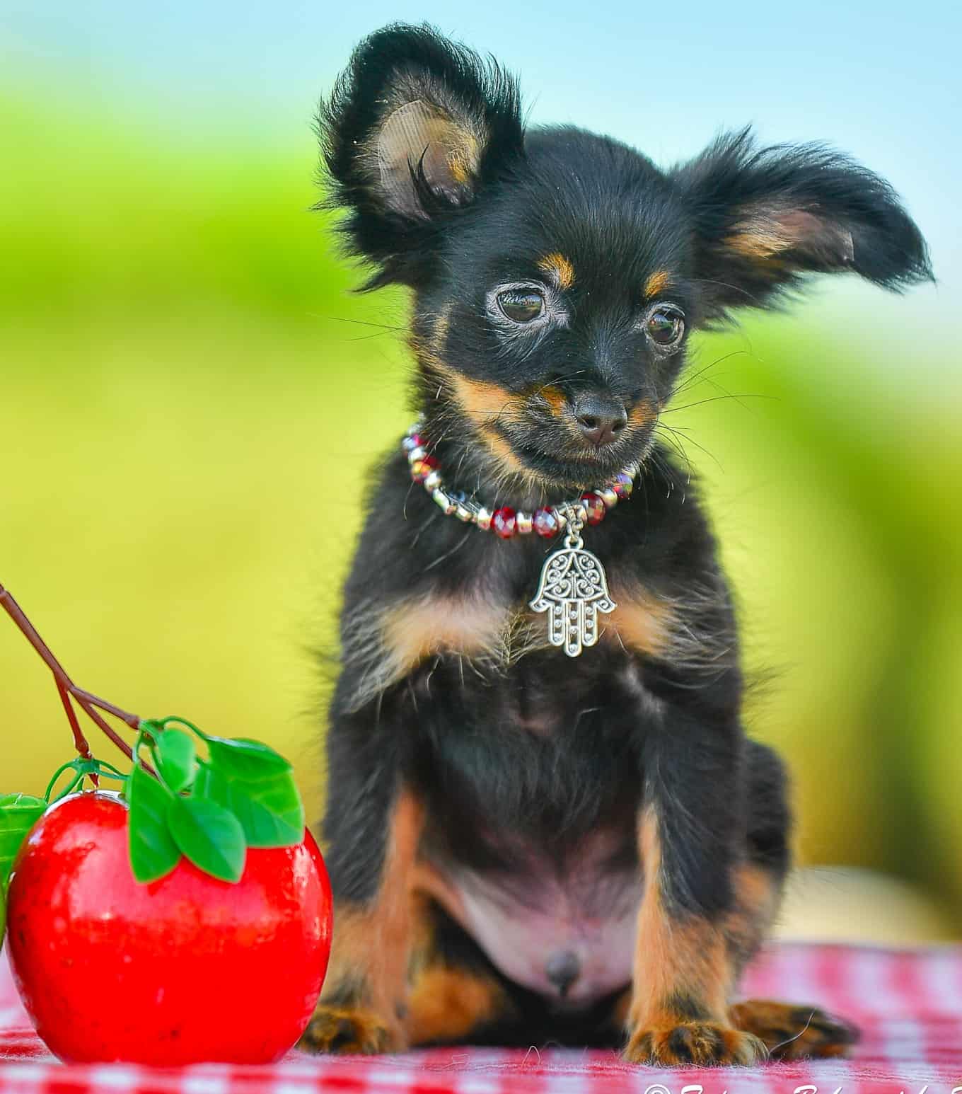 טוי רוסי ארוך שיער