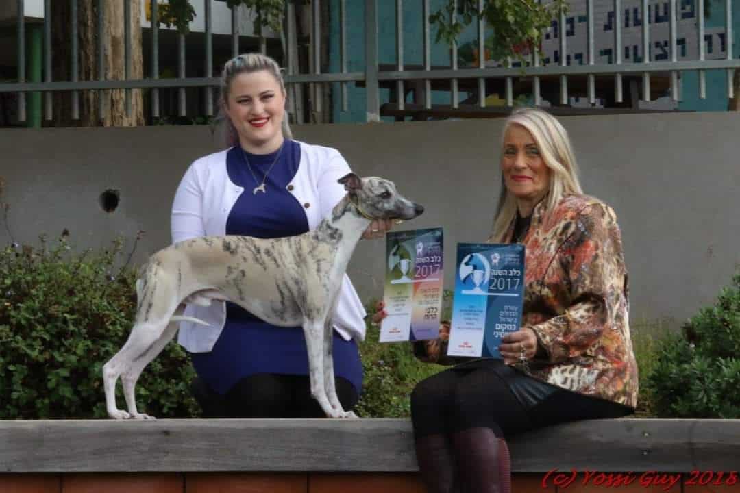 Vhilit’s Stars – Israeli Leading Whippet Kennel