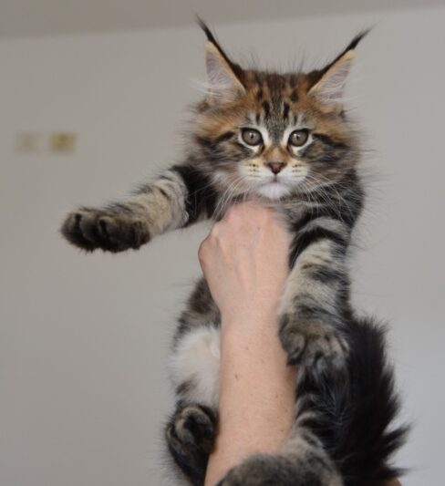 בית גידול IL*Bravalia ,אשקלון