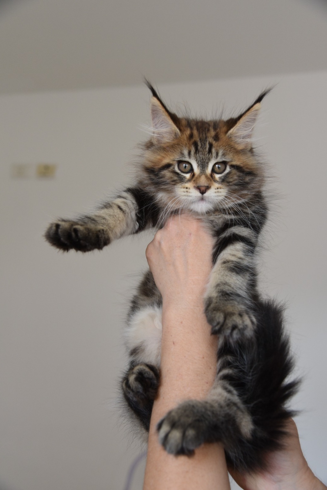 בית גידול IL*Bravalia ,אשקלון