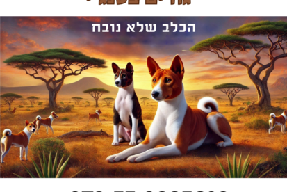 גורי בסנג'י