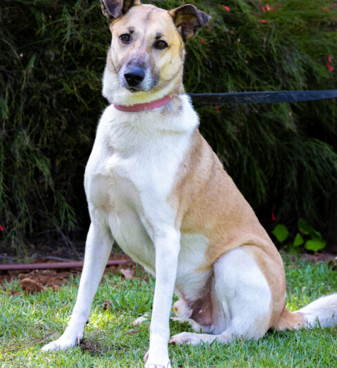 ג’אנגו – “הרצליה ונתניה אוהבות חיות”