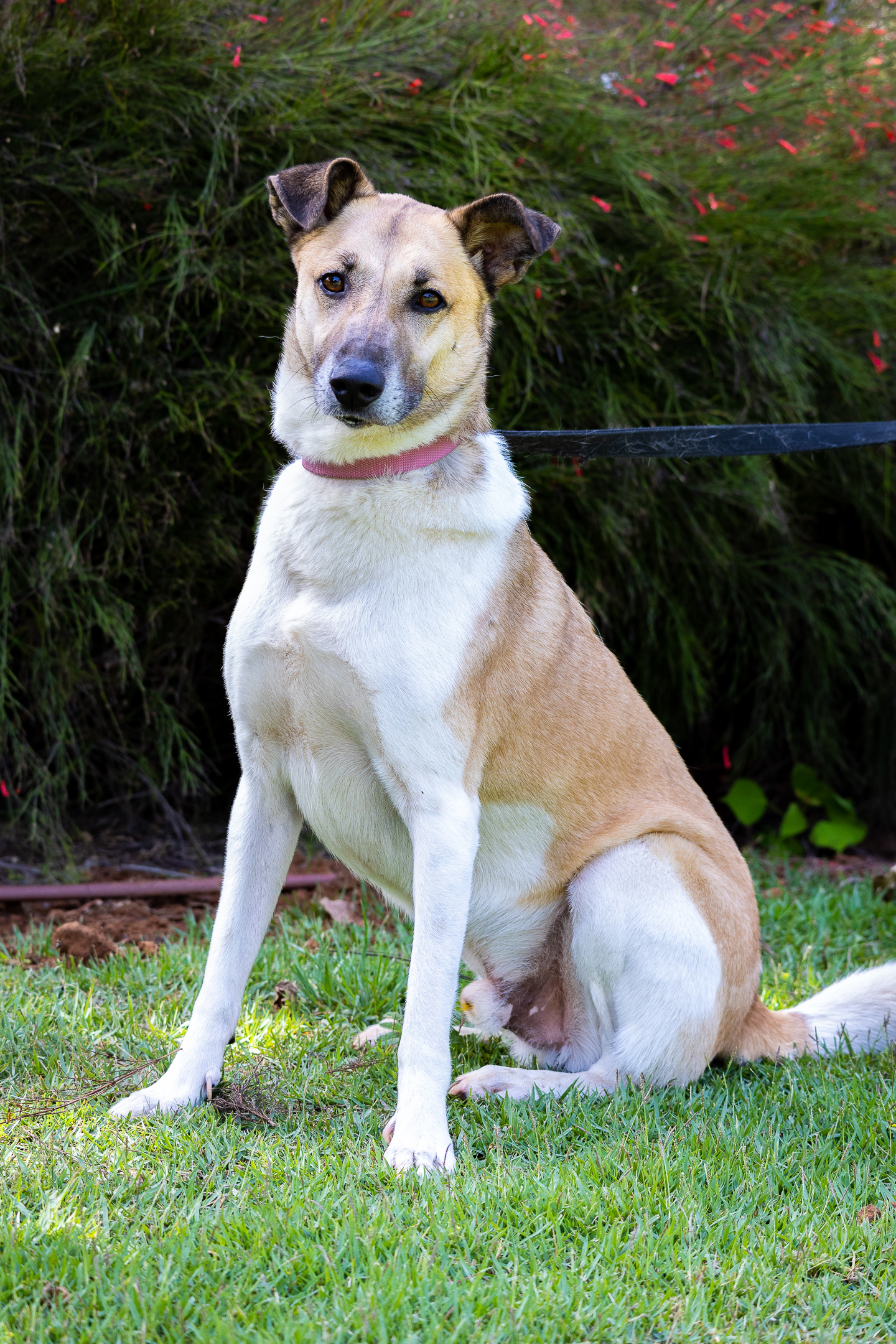 ג’אנגו – “הרצליה ונתניה אוהבות חיות”