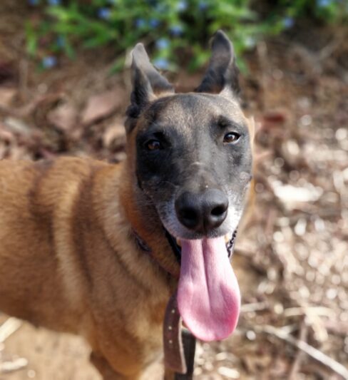 ניל – “הרצליה אוהבת חיות”