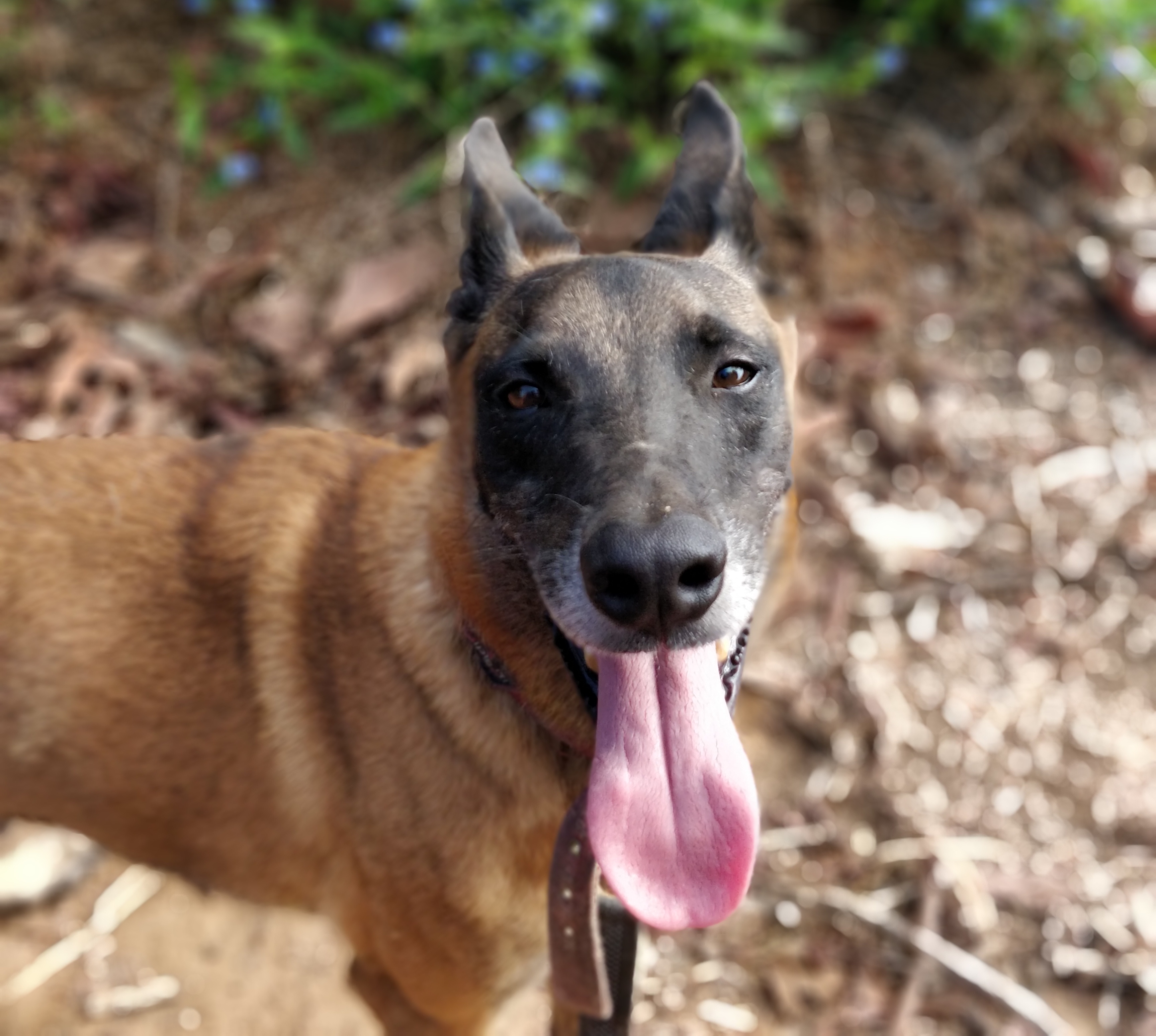 ניל – “הרצליה אוהבת חיות”