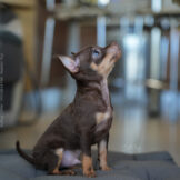 DSC04514_s