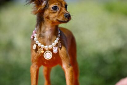 Russian toy breed טוי רוסי גורים למכירה בית גידול מוסמך PRETTYTOY STARSISRAEL