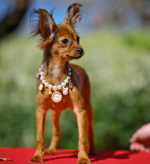 Russian toy breed טוי רוסי גורים למכירה בית גידול מוסמך PRETTYTOY STARSISRAEL