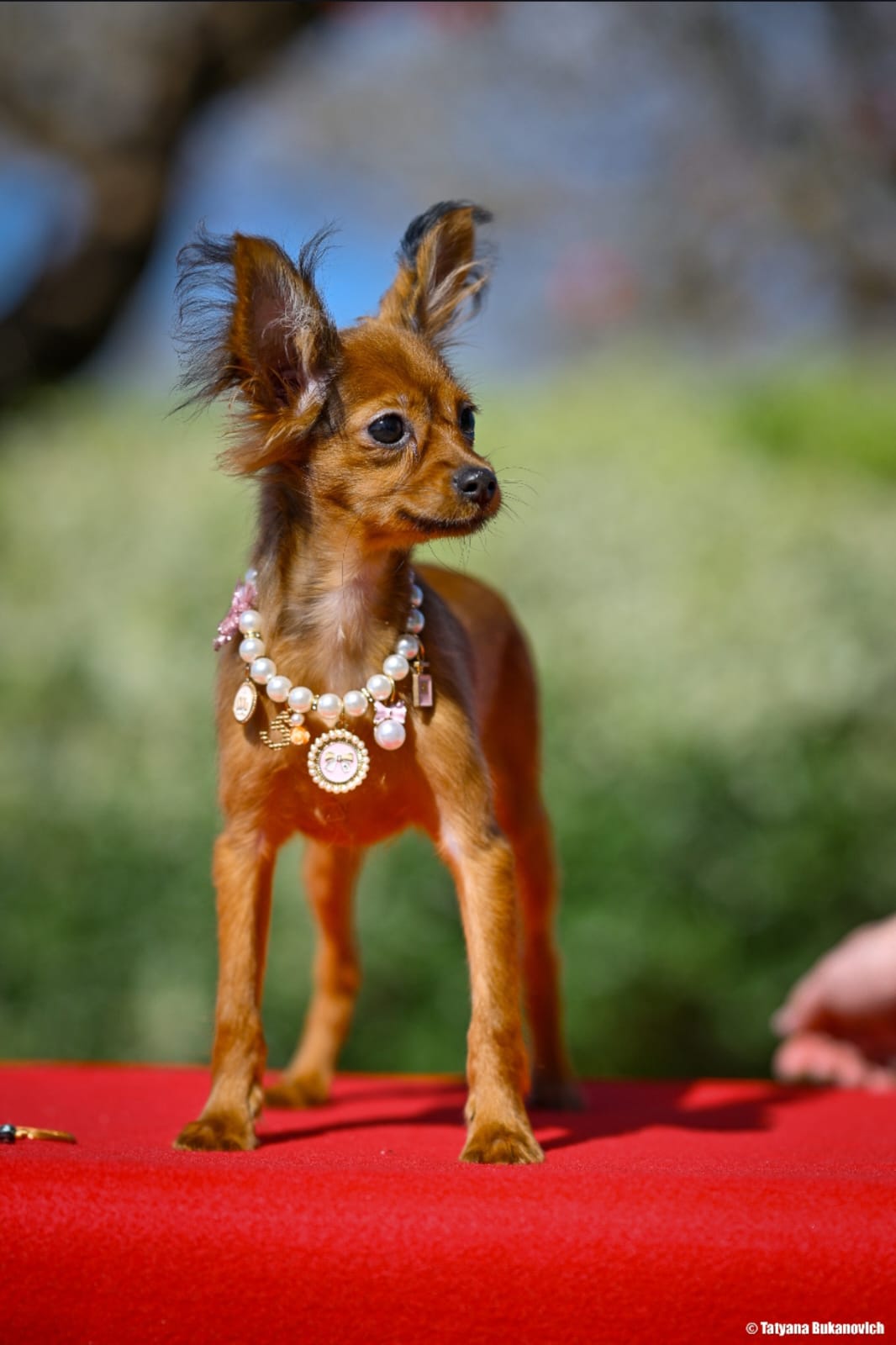 Russian toy breed טוי רוסי גורים למכירה בית גידול מוסמך PRETTYTOY STARSISRAEL