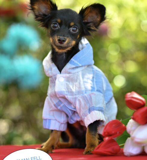Russian toy breed טוי רוסי גורים למכירה בית גידול מוסמך PRETTYTOY STARSISRAEL