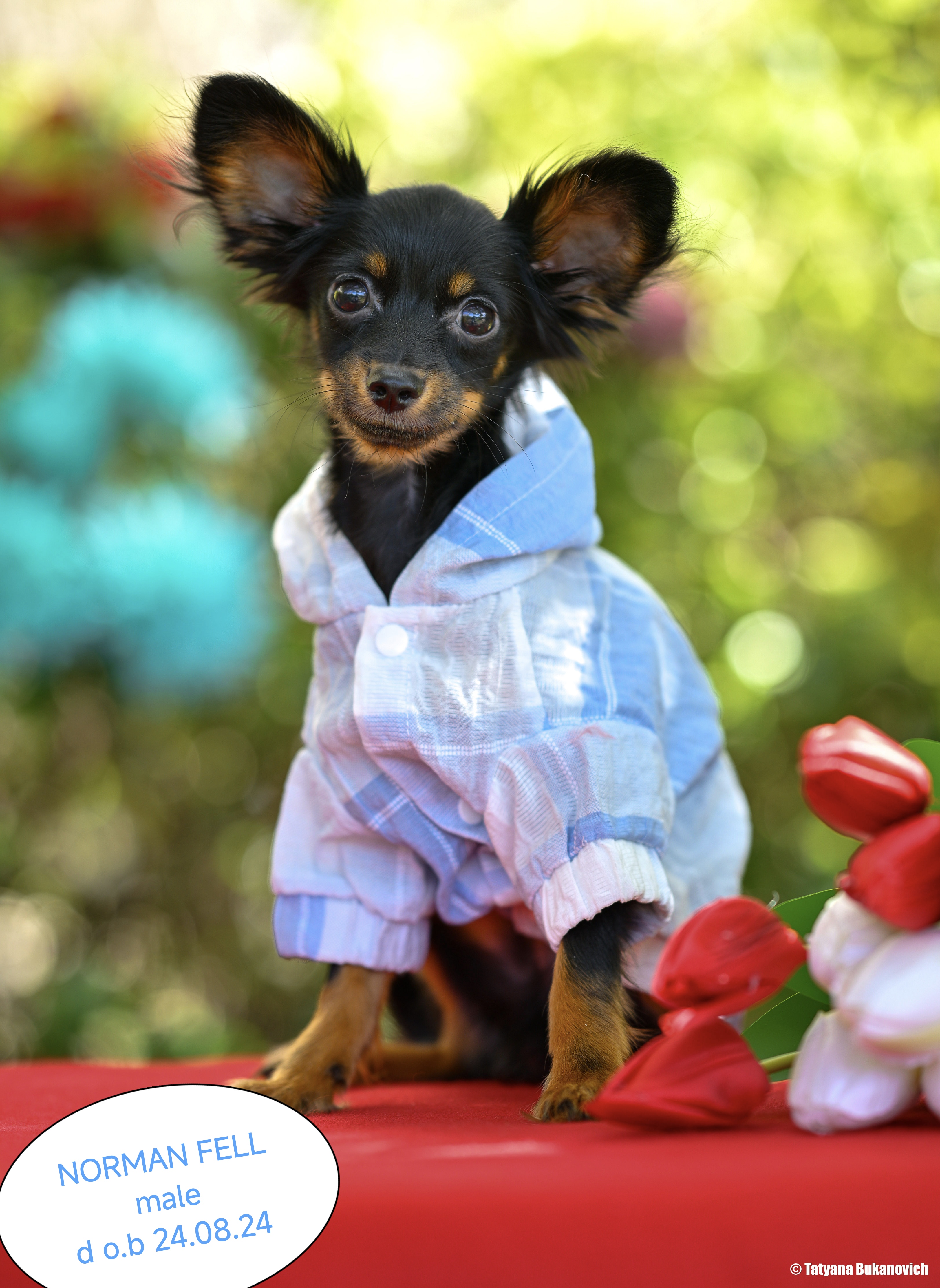 Russian toy breed טוי רוסי גורים למכירה בית גידול מוסמך PRETTYTOY STARSISRAEL