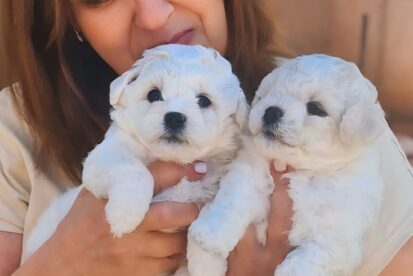בישון פריזה Bichon Frise - Sapirit White Gold - Israel