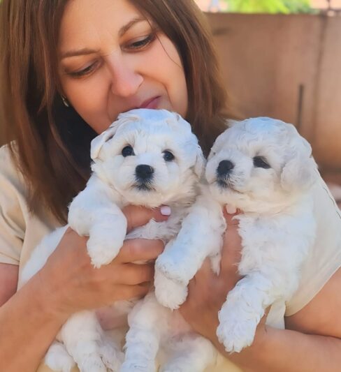 בישון פריזה Bichon Frise – Sapirit White Gold – Israel