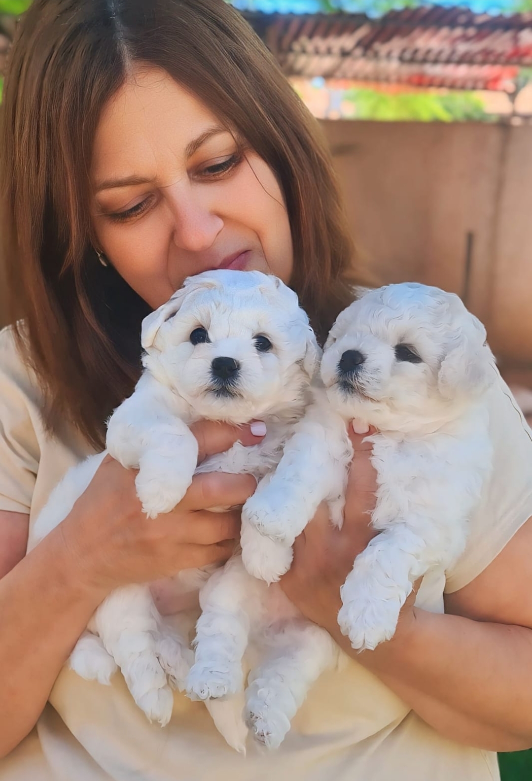 בישון פריזה Bichon Frise – Sapirit White Gold – Israel
