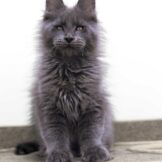 1A1A4713-Улучшено-NR копия155