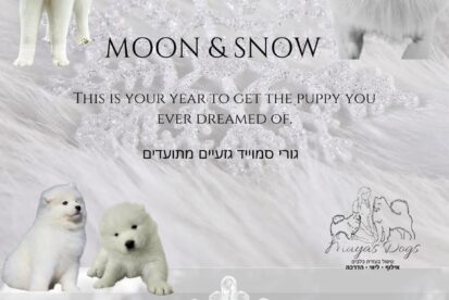 גורי סמוייד גזעיים עם תעודות
