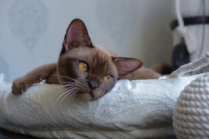 גורי בורמזי BURMESE KITTENS
