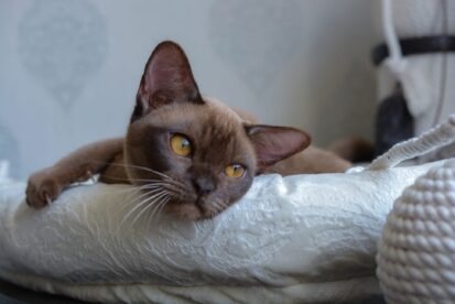 גורי בורמזי BURMESE KITTENS