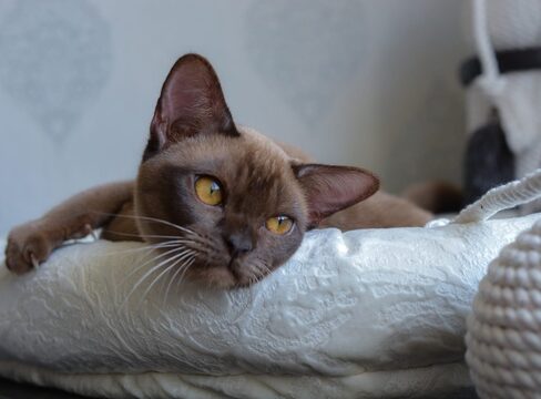 גורי בורמזי BURMESE KITTENS