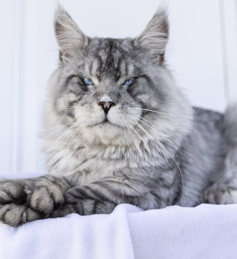 גורי מיין קון למכירה