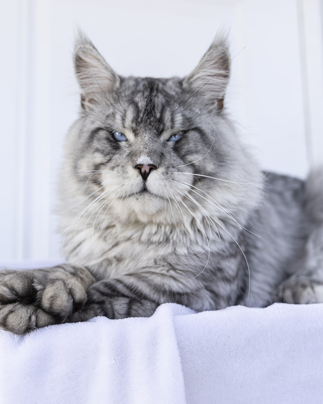 גורי מיין קון למכירה