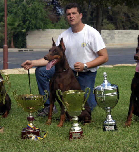 Steinhage Grad Dobermanns