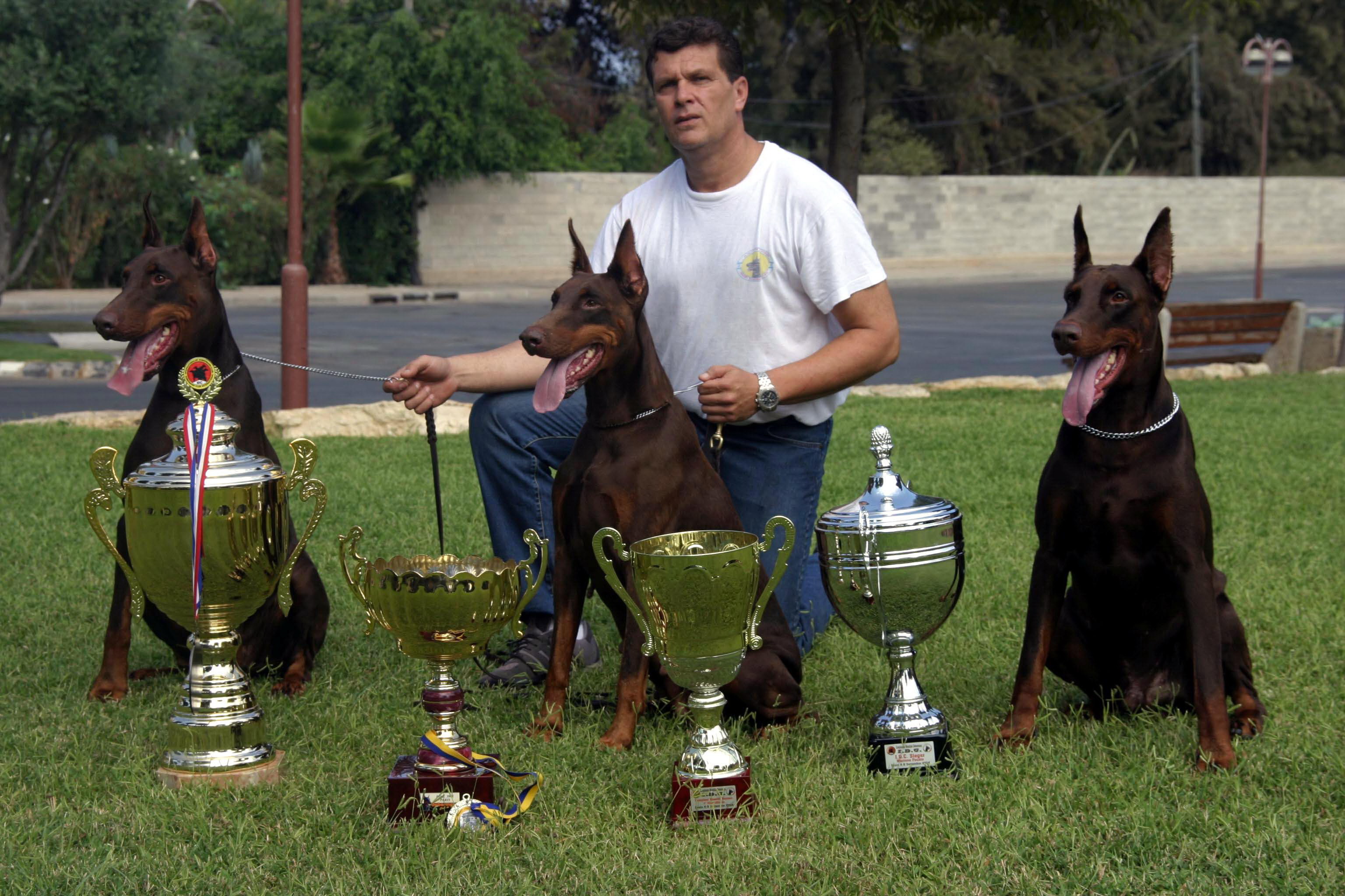 Steinhage Grad Dobermanns