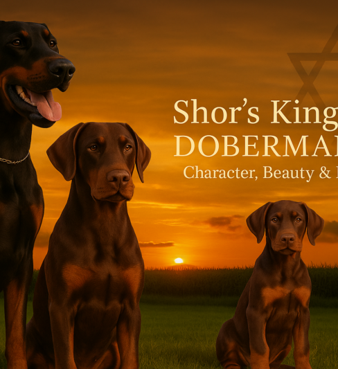 Shor’s Kingdom Dobermann – בית גידול לדוברמן