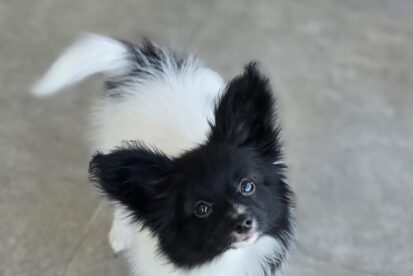 גורת פפיון papillon