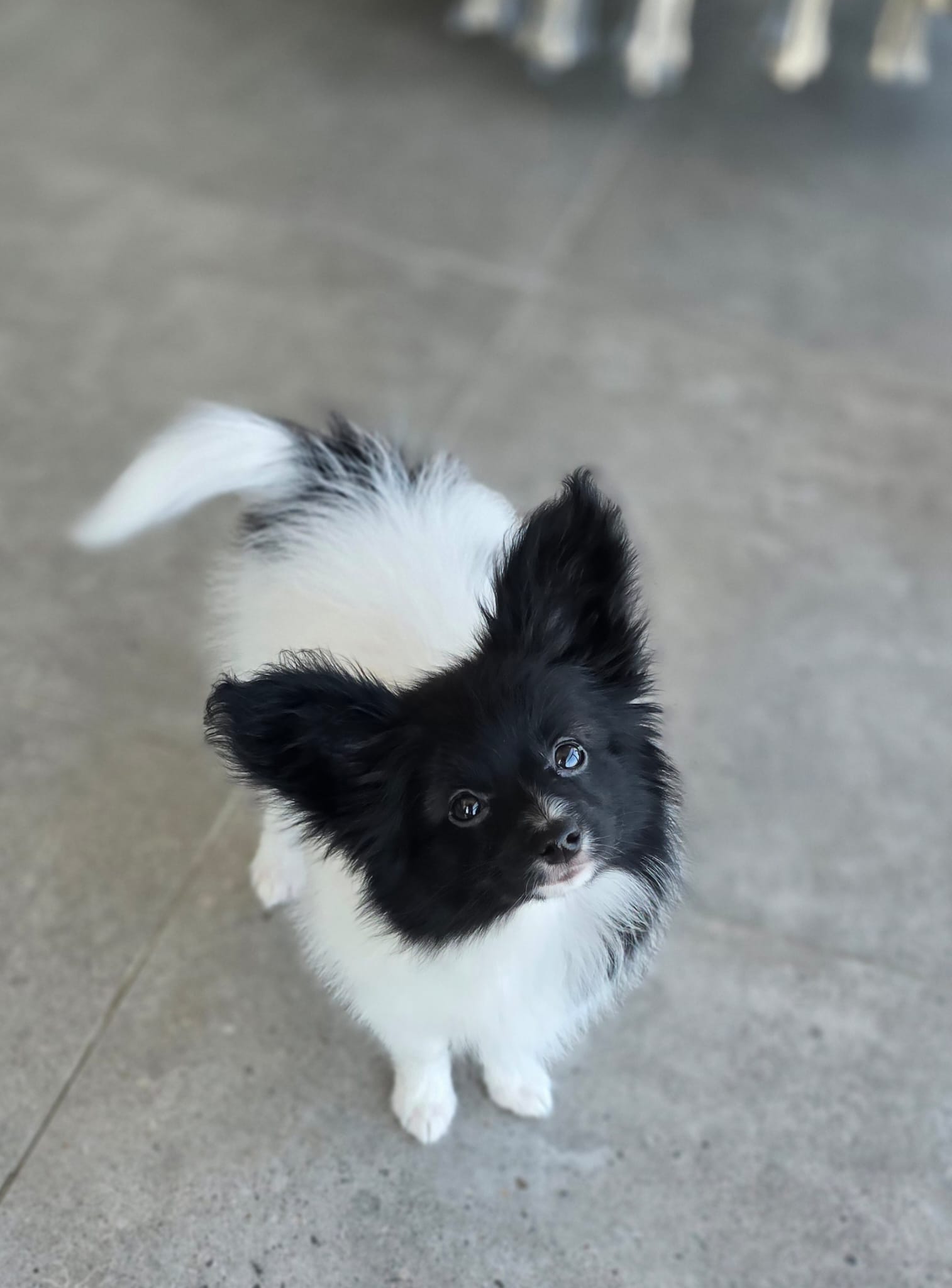 גורת פפיון papillon