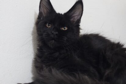 Мейн кун Котята