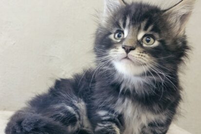 Котята Мейн кун