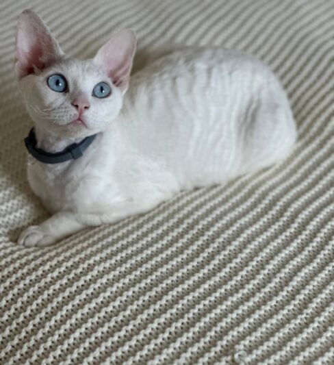 DEVON REX KITTENS