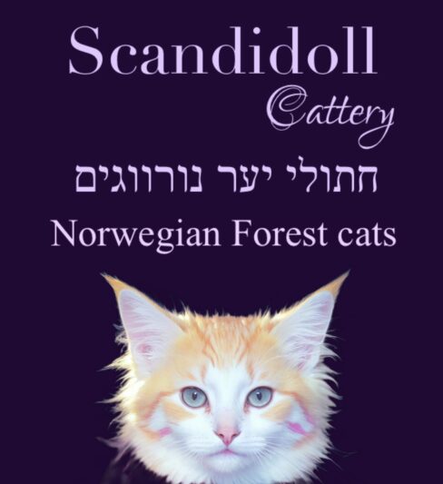 חתולי יער נורווגים Scandidoll Cattery