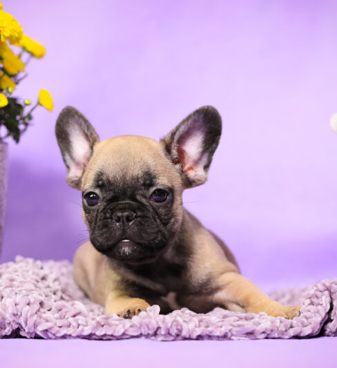 גורים בולדוג צרפתי