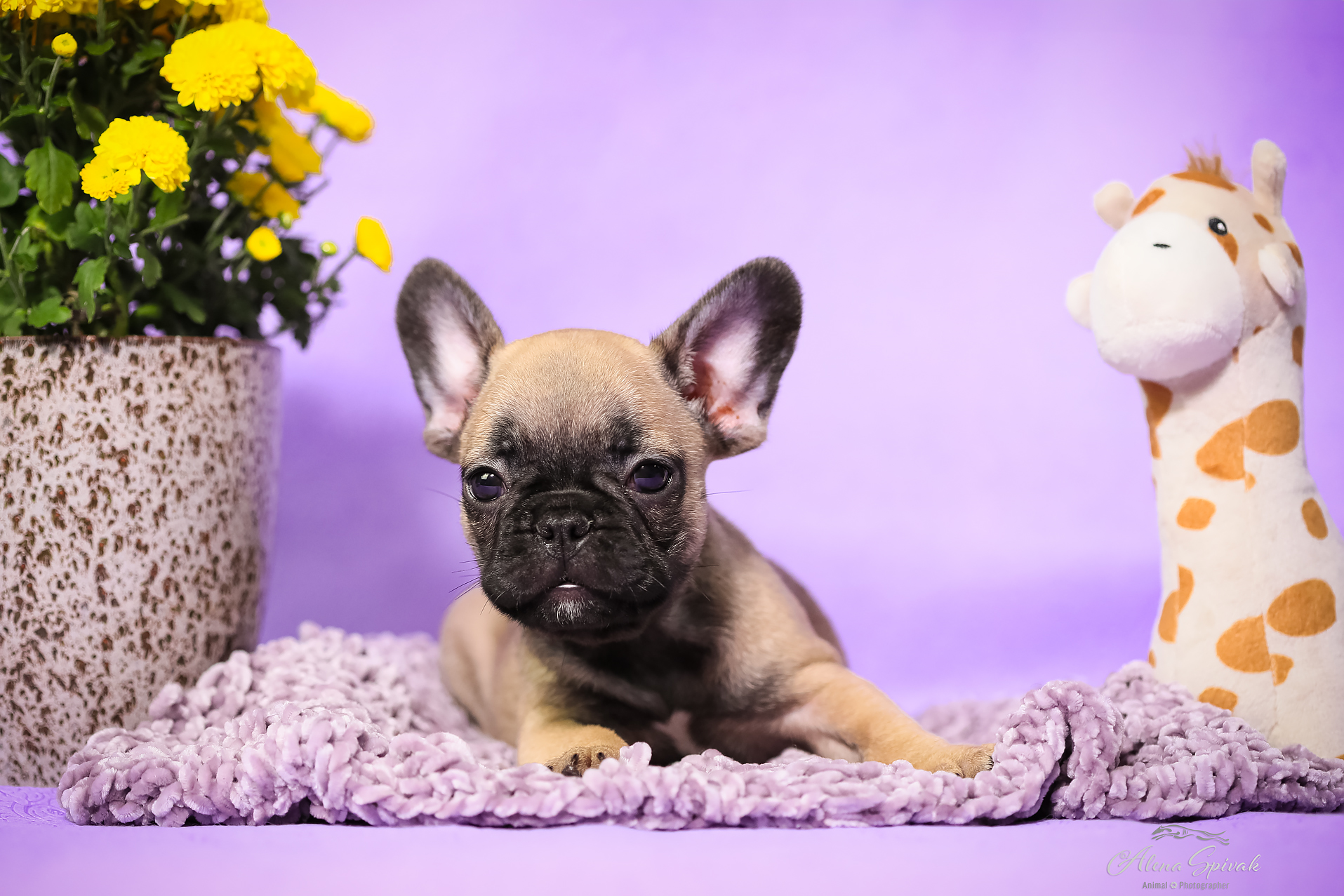 גורים בולדוג צרפתי